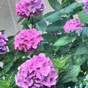 ヒメ日記 2025/06/29 21:09 投稿 えりな 完熟ばなな八王子