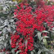 ヒメ日記 2026/01/13 15:49 投稿 えりな 完熟ばなな八王子