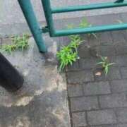 ヒメ日記 2026/06/25 07:53 投稿 かえで 五反田・品川おかあさん