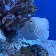 ヒメ日記 2025/10/23 14:00 投稿 えめ さくらん