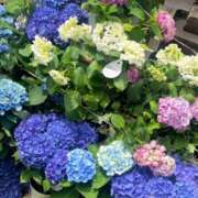 ヒメ日記 2025/06/09 10:32 投稿 ことね 池袋西口でSUGEEE求められる俺のカラダ