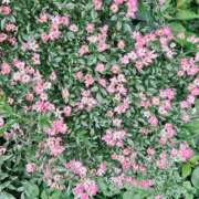 ヒメ日記 2025/08/13 11:42 投稿 さちか 東京リップ 立川店