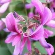 ヒメ日記 2025/01/10 07:49 投稿 八乙女 りょう Mの世界