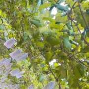 ヒメ日記 2025/09/02 14:27 投稿 アイス☆AF極みバニー☆ ドMなバニーちゃん 名古屋・池下店