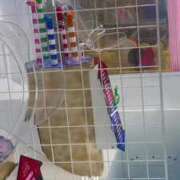 ヒメ日記 2025/09/02 18:11 投稿 アイス☆AF極みバニー☆ ドMなバニーちゃん 名古屋・池下店