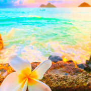 ヒメ日記 2025/03/01 20:01 投稿 光(ひかる) Chaleur (シャルール)