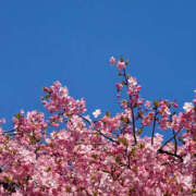 ヒメ日記 2025/03/07 10:26 投稿 光(ひかる) Chaleur (シャルール)