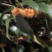 ヒメ日記 2025/10/19 21:35 投稿 みこ ピンクハウス（横浜）