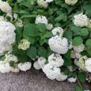 ヒメ日記 2025/06/19 12:31 投稿 あやか ミラー