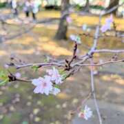 ヒメ日記 2025/11/24 13:45 投稿 ともみ エロティックマッサージ 新橋