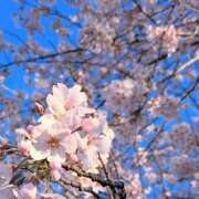 ともみ 🌸🌸🌸🌸🌸 エロティックマッサージ 新橋