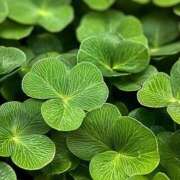 ヒメ日記 2025/02/17 06:38 投稿 丸井友美 五十路マダム富山店(カサブランカグループ)