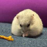 ヒメ日記 2025/04/20 20:12 投稿 ももな パリス雄琴店