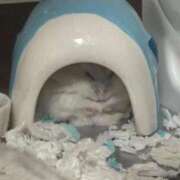 ヒメ日記 2025/10/12 19:44 投稿 ももな パリス雄琴店