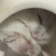 ヒメ日記 2025/11/04 20:22 投稿 ももな パリス雄琴店