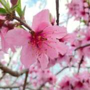 ヒメ日記 2025/03/31 00:36 投稿 れいこ 吉原ファーストレディ