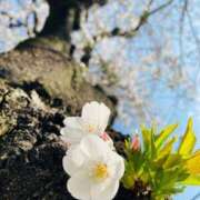 ヒメ日記 2025/04/01 12:26 投稿 れいこ 吉原ファーストレディ