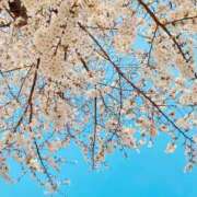 ヒメ日記 2025/04/01 16:40 投稿 れいこ 吉原ファーストレディ