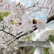 ヒメ日記 2025/04/02 09:25 投稿 れいこ 吉原ファーストレディ