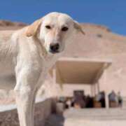 ヒメ日記 2026/02/19 03:06 投稿 れいこ 吉原ファーストレディ