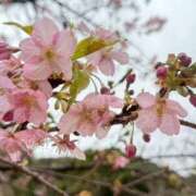 ヒメ日記 2026/02/25 09:06 投稿 れいこ 吉原ファーストレディ