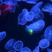 ヒメ日記 2025/09/22 19:30 投稿 メル ドMなバニーちゃん大宮店