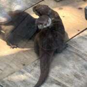 ヒメ日記 2025/11/07 12:15 投稿 メル ドMなバニーちゃん大宮店