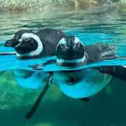 ヒメ日記 2025/11/16 19:15 投稿 メル ドMなバニーちゃん大宮店