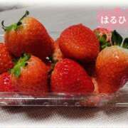 ヒメ日記 2025/02/13 08:51 投稿 はるひ 奥鉄オクテツ神奈川店（デリヘル市場グループ）