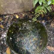 ヒメ日記 2025/04/30 12:21 投稿 ゆい チューリップ土浦店