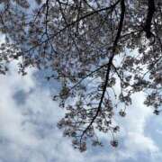 ヒメ日記 2025/04/11 21:04 投稿 せいら いざ候 別館