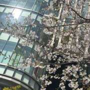 ヒメ日記 2026/04/03 14:44 投稿 せいら いざ候 別館