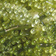 ヒメ日記 2025/09/24 15:25 投稿 ゆま 神田エマニエル