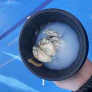 ヒメ日記 2026/02/21 17:37 投稿 ゆま 神田エマニエル