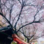 ヒメ日記 2025/03/29 16:26 投稿 つばさ 奥様メモリアル