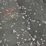 ヒメ日記 2026/04/21 16:18 投稿 つばさ 奥様メモリアル