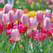 春樹（はるき） 💜また来ます⋯💜 チューリップ宇都宮店