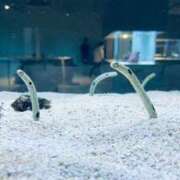 ヒメ日記 2025/01/21 22:01 投稿 くう カワサキEROTIC（ソープランド）