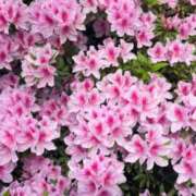 ヒメ日記 2025/04/22 16:04 投稿 くう カワサキEROTIC（ソープランド）