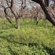 ヒメ日記 2026/04/09 18:25 投稿 せんり 11チャンネル