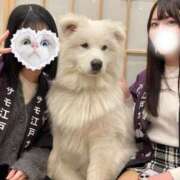 ヒメ日記 2025/05/18 17:14 投稿 かのん チューリップ福井本館