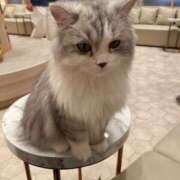 ヒメ日記 2025/01/11 12:48 投稿 ルイ FANTASY（ファンタジー）