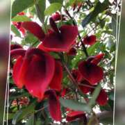 ヒメ日記 2025/06/03 12:01 投稿 あいか奥様 川崎人妻ソープ Mint(ミント)