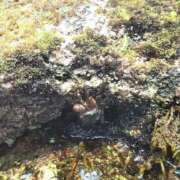 ヒメ日記 2025/07/11 09:48 投稿 あいか奥様 川崎人妻ソープ Mint(ミント)