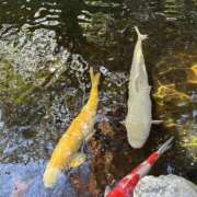 ヒメ日記 2025/01/08 16:56 投稿 なみ 熟女の風俗アウトレット大垣安八羽島店