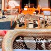 ヒメ日記 2025/02/01 08:16 投稿 なみ 熟女の風俗アウトレット大垣安八羽島店