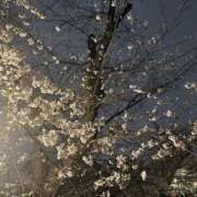 ヒメ日記 2025/04/04 18:37 投稿 高宮 あなたに逢いたくて