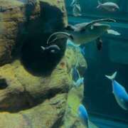 ヒメ日記 2025/02/05 14:31 投稿 ふゆ 所沢東村山ちゃんこ