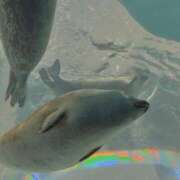 ヒメ日記 2025/02/14 14:48 投稿 ふゆ 所沢東村山ちゃんこ