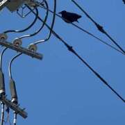 ヒメ日記 2025/02/23 16:26 投稿 ふゆ 所沢東村山ちゃんこ